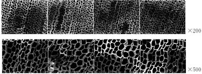 Sparse attention double-channel FCN network for numerical analysis tracheid features in larch